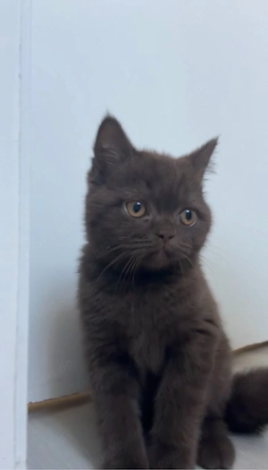 süsser bkh kater (reserviert)