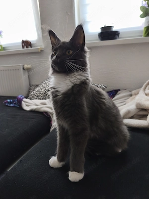 Maine Coon Kitten mit Stammbaum 