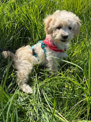 Maltipoo Buben 