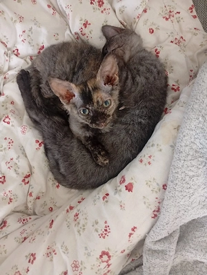 sphynx brush britisch Kurzhaar  bkh