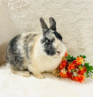 Zwergkaninchen Männchen Minilop