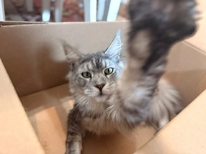 Preciosa gatita Maine Coon hembra de 3 meses de edad   Totalmente documentada