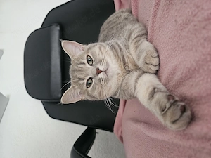 Deckkater (Nicht zum abgeben ) 