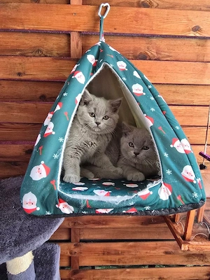 BKH Kitten grau (blue)      1 Mädchen & 2 Kater   verschmust, familienaufgezogen, abgabebereit