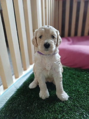 Zuckersüße Goldendoodle Welpen 