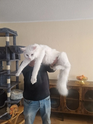 xxl Main Coon Deckkater 