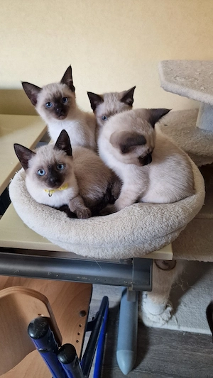 Siam Thai Kätzchen Kitten 