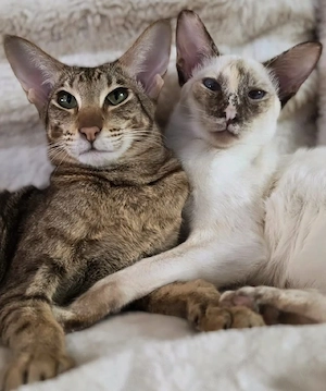 OKH Katzen