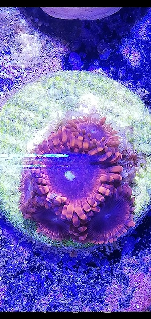 Meerwasser Zoanthus rot
