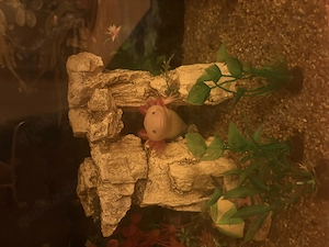 Axolotl Pärchen 