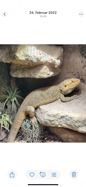 Bartagame, Männchen, sehr zahm, ca. 5 Jahre, wegen Umzug gegen Schutzgebühr abzugeben
