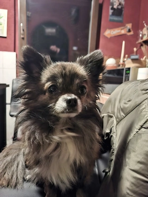 Chihuahua Deckrüde  Pepe    Langhaar Chocolate-Brindle   erfahren
