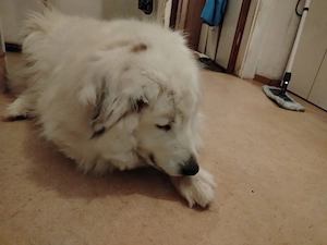 Icy der grosse Kuschelbär