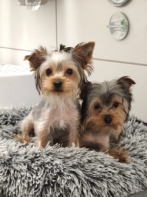 Für eine liebevolle Familie, kleine Größe 2 kg Bild 4