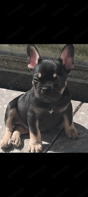 Französische Bulldoggen 