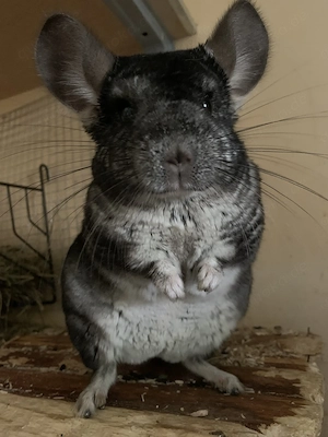 Chinchilla Bock 1 Jahr alt