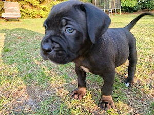 Welpen Cane Corso Italiano Weibchen Abgabe 20.05.