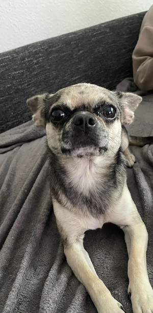 Chihuahua Mix Rüde