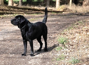 Deckrüde Labrador schwarz, sehr lieb und gesund mit Stammbaum