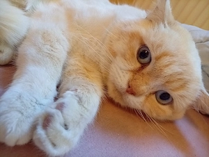 Reinrassiger Bkh kater in der Farbe Red Point 