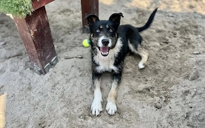 Zuhause gesucht für Chaval