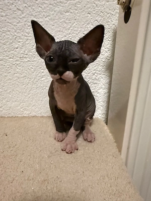 Canadian Sphynxkitten  Kater