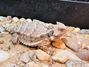 2.0 Phrynosoma asio  Krötenechse 