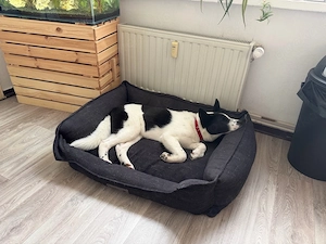 chiko sucht ein zuhause