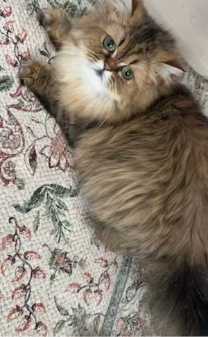 schöne Katze sucht neue zuhause 