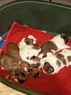 Süße Shih-Tzu Welpen reinrassig 