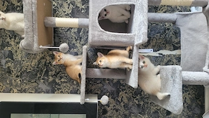 Reinrassige BKH kitten 