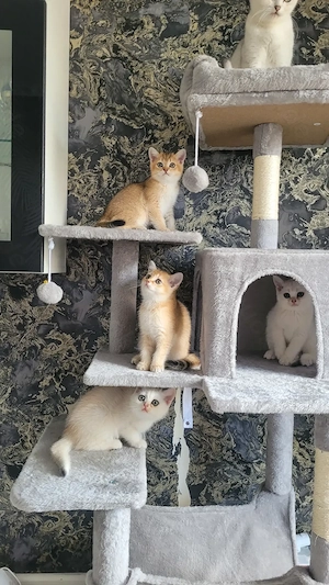 Reinrassige BKH kitten 