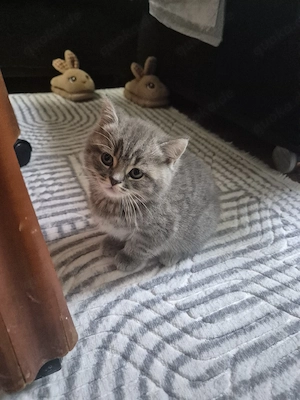 BKH kitten Mädchen