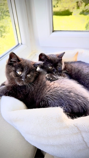 BKH Kitten zu verkaufen  (  schoko )  650 EURO   Oberndorf am Neckar.     Bild 1