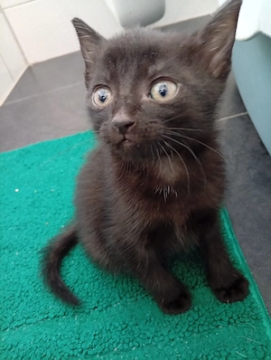 BKH kitten in der Farbe schwarz Mädchen  Bild 3