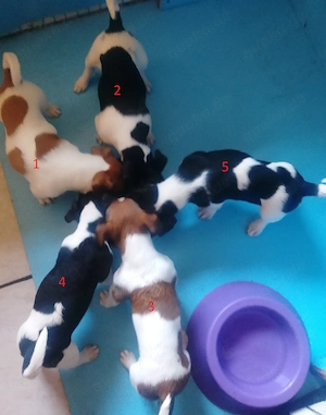 Jack Russell Terrier 1 Rüde TRICOLOR mit CHIP Eu-PASS ab sofort