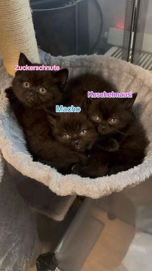 BKH Kitten schwarz braun (2 weiblich + 1 männlich)