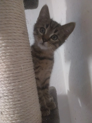 2 süße Kater abzugeben 