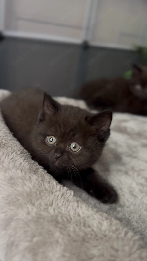 BKH kitte schwarz braun (weiblich)
