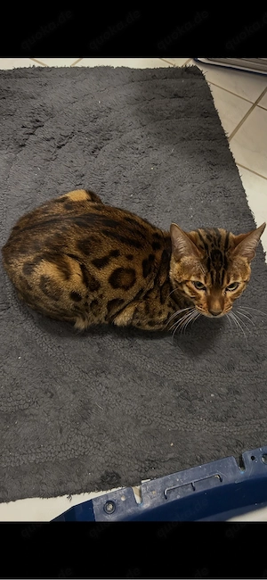 Bengal kater Bild 4