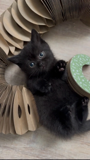 BKH kitte schwarz braun (weiblich)