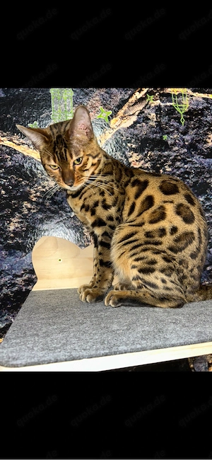 Bengal kater Bild 3