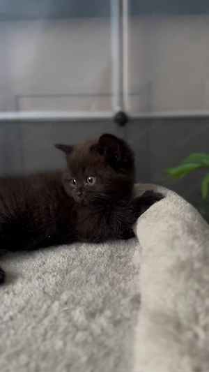 BKH Kitte schwarz braun (männlich)