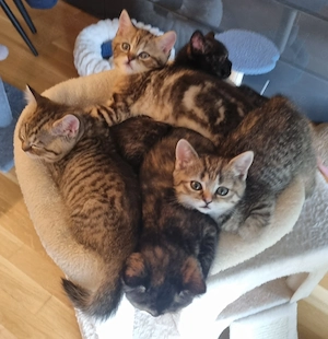 BkH Kitten zu verkaufen 