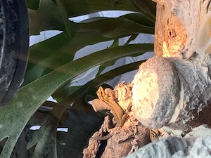 0,1 Streifenzwergtaggecko ( Lygodactylus kimhowelli)