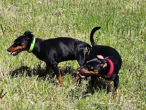 Zwergpinscher-Welpen vom Züchter - Wurfankündigung für Ende Juni
