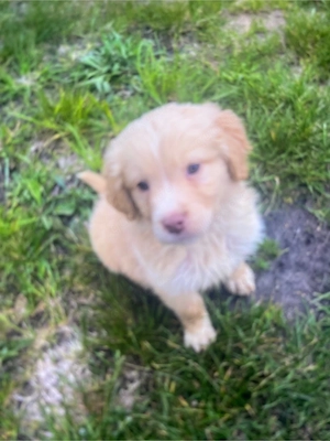 Aussidor Welpen Abgabebereit! Bild 2