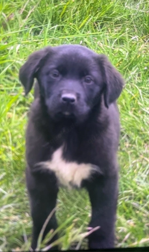 Aussidor Welpen Abgabebereit!