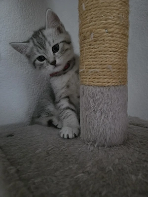  Britisch-Kurzhaar-Mix-Katze Bild 7