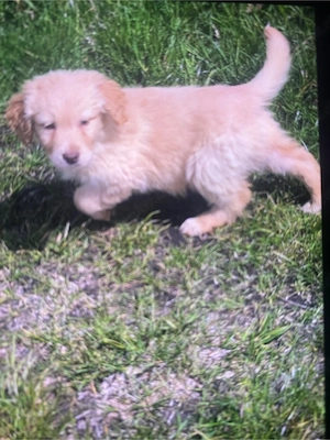 Aussidor Welpen Abgabebereit! Bild 3